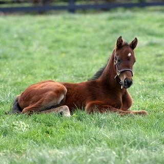 Springtime horses wallpaper