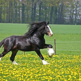 Springtime horses wallpaper