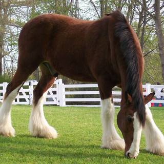 Springtime horses wallpaper