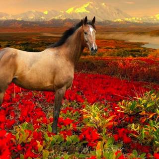 Springtime horses wallpaper