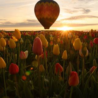 Spring balloon wallpaper