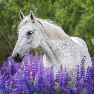 Springtime horses wallpaper