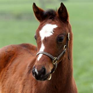 Springtime horses wallpaper