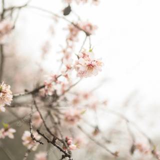 Cute spring asethetic wallpaper