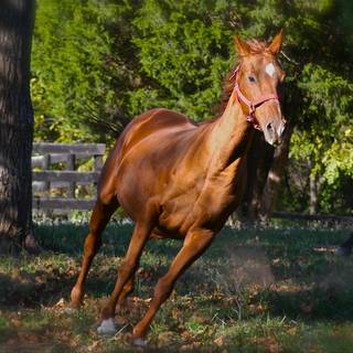 Springtime horses wallpaper