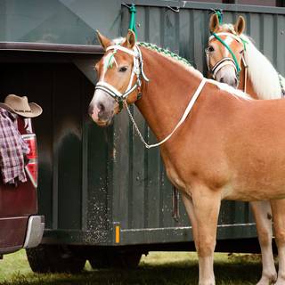 Springtime horses wallpaper