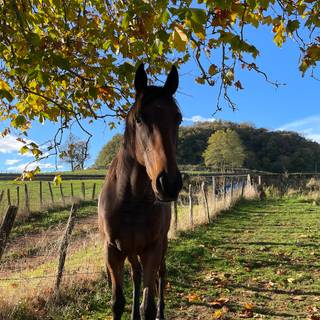 Springtime horses wallpaper