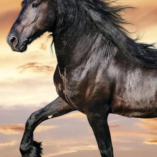 Springtime horses wallpaper