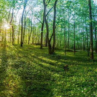 Norway springtime wallpaper