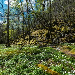 Norway springtime wallpaper