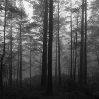 Norway springtime wallpaper