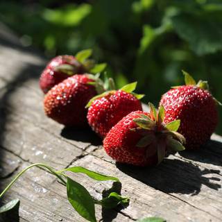 Summer strawberry wallpaper