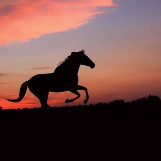 Pretty horse wallpaper