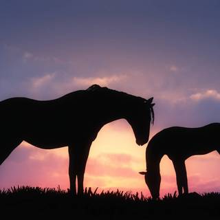 Pretty horse wallpaper