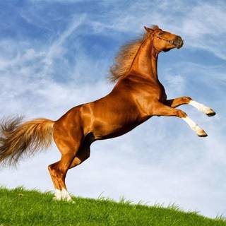 Pretty horse wallpaper
