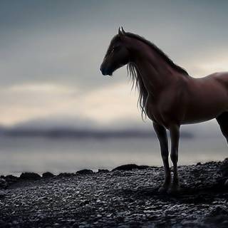 Pretty horse wallpaper