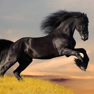 Pretty horse wallpaper