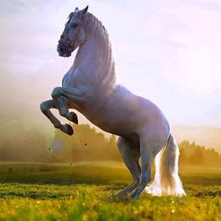 Pretty horse wallpaper