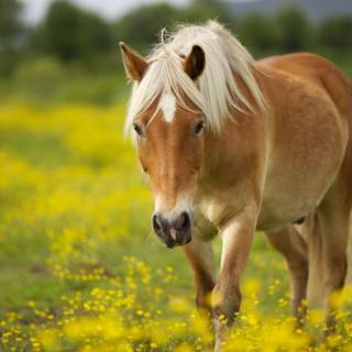Pretty horse wallpaper