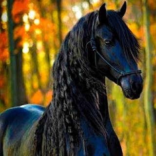 Pretty horse wallpaper