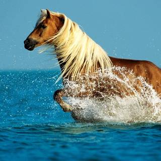 Pretty horse wallpaper
