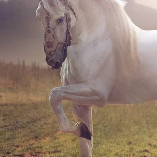 Pretty horse wallpaper