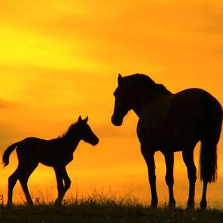 Pretty horse wallpaper