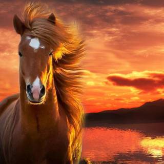 Pretty horse wallpaper