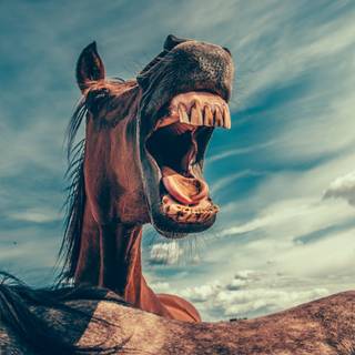 Pretty horse wallpaper