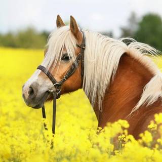 Pretty horse wallpaper