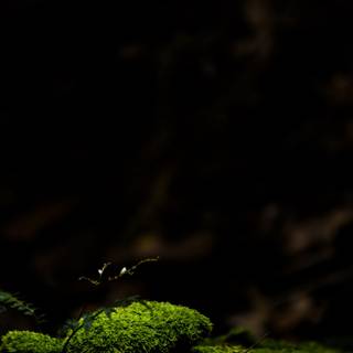 iPhone black green wallpaper