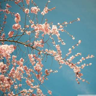 Springtime iPad wallpaper