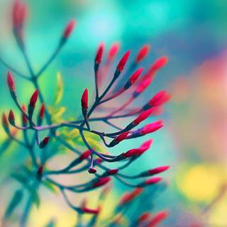 Springtime iPad wallpaper