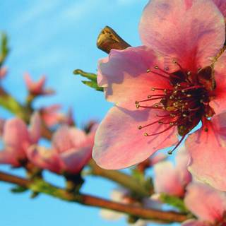 Springtime iPad wallpaper