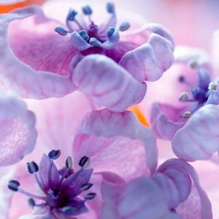 Study spring wallpaper