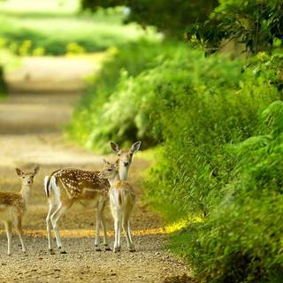Summer forest animals wallpaper