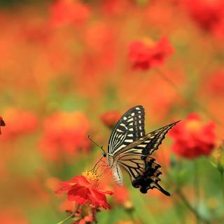 Summer butterfly wallpaper