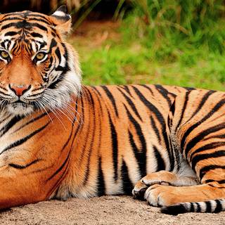 Summer forest animals wallpaper