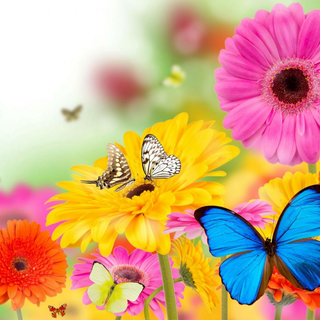 Summer butterfly wallpaper