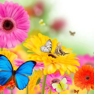 Summer butterfly wallpaper