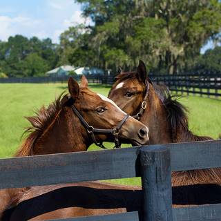 Summer forest animals wallpaper
