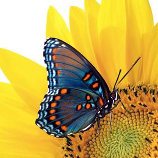 Summer butterfly wallpaper