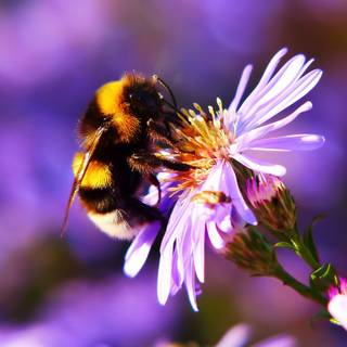 Summer bees wallpaper