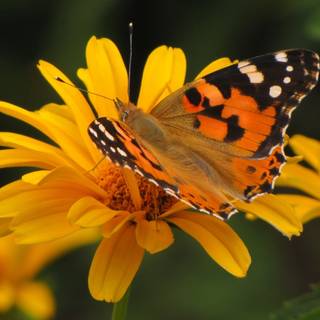 Summer butterfly wallpaper