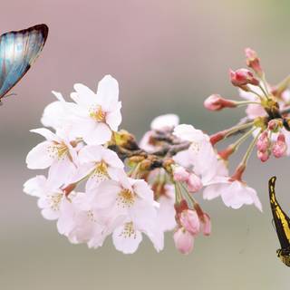 Summer butterfly wallpaper