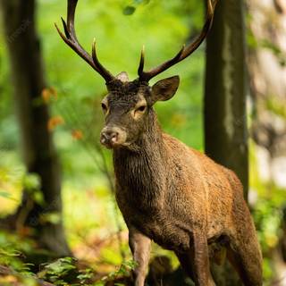 Summer forest animals wallpaper