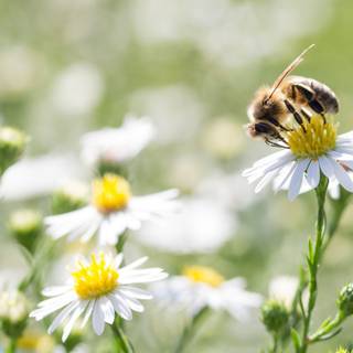 Summer bees wallpaper