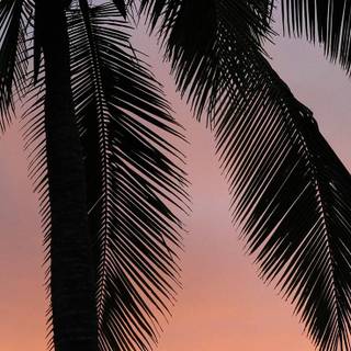 Summer iPhone 8 Plus wallpaper