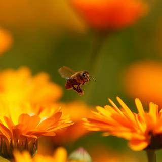 Summer bees wallpaper