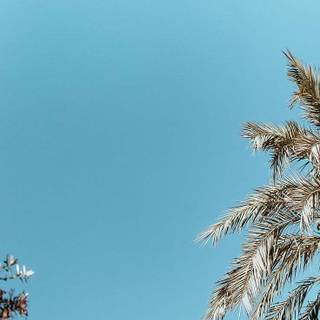 Summer iPhone 8 Plus wallpaper